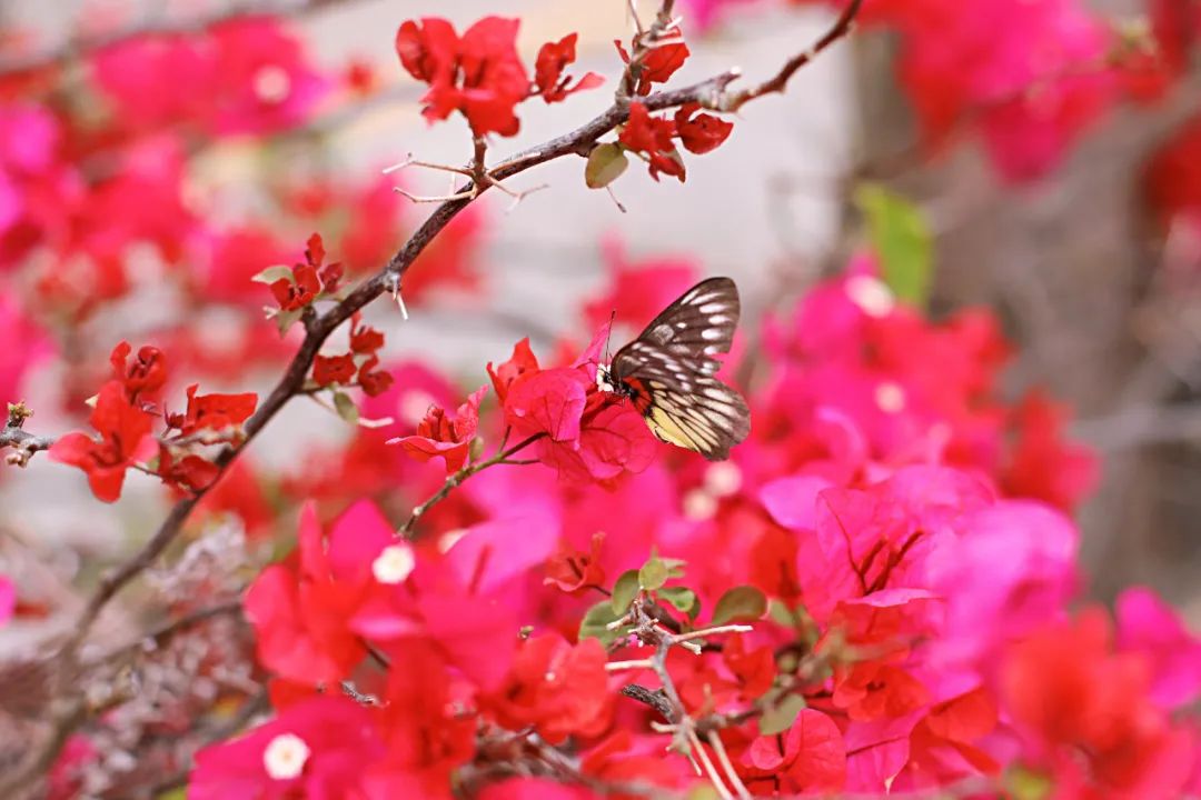 超灵验的姻缘福地！离广州深圳不到一小时，踏青赏花祈福康养首选