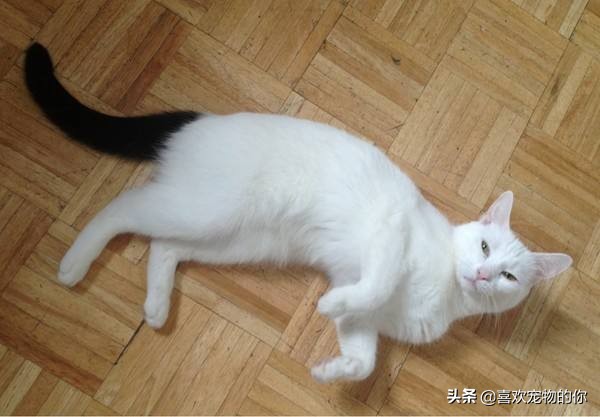 古代中华田园猫12个品种图,中华田园猫最有代表性的猫