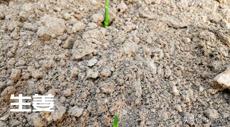 北方种植生姜什么季节种植最合适,生姜套种玉米高产种植技术