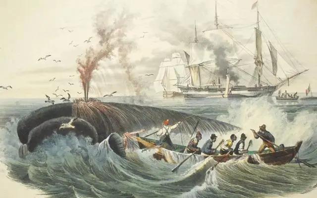 北海布氏鲸视频,广西北海布氏鲸图片