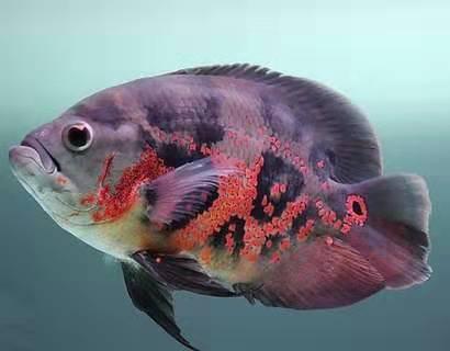 饲养观赏鱼应注意哪些方面的问题,饲养观赏鱼可有什么小技巧