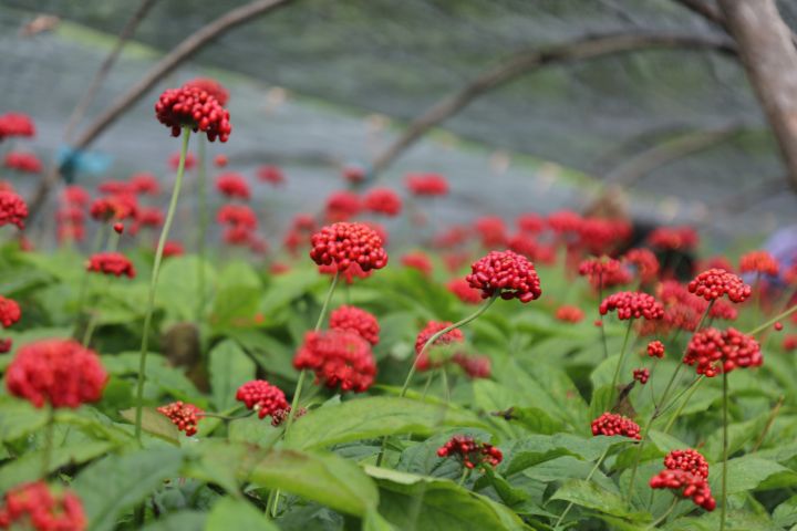 怎么用人参种子种人参,人参须能种出人参吗