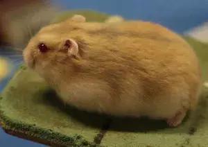 坎贝尔仓鼠和加卡利亚仓鼠,仓鼠生育的小仓鼠种类