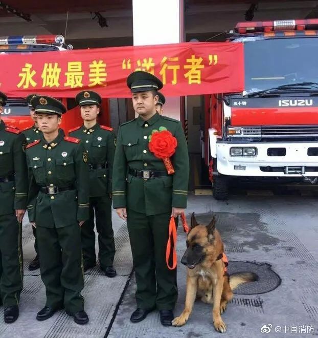 汶川地震狗救了32条人命,汶川地震狗狗救人21人