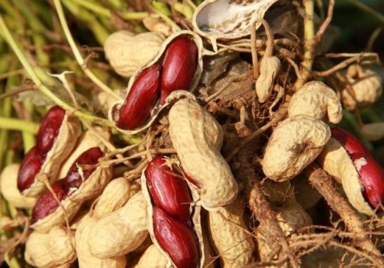 花生种植新手入门教学视频,花生种植技术小视频