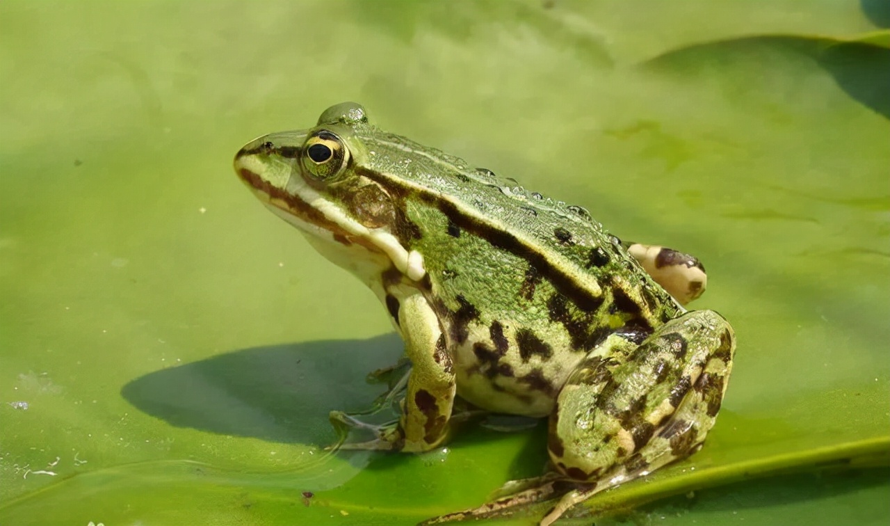 人体在强磁场中会受到伤害吗,人经过强磁场是不是也会产生电压