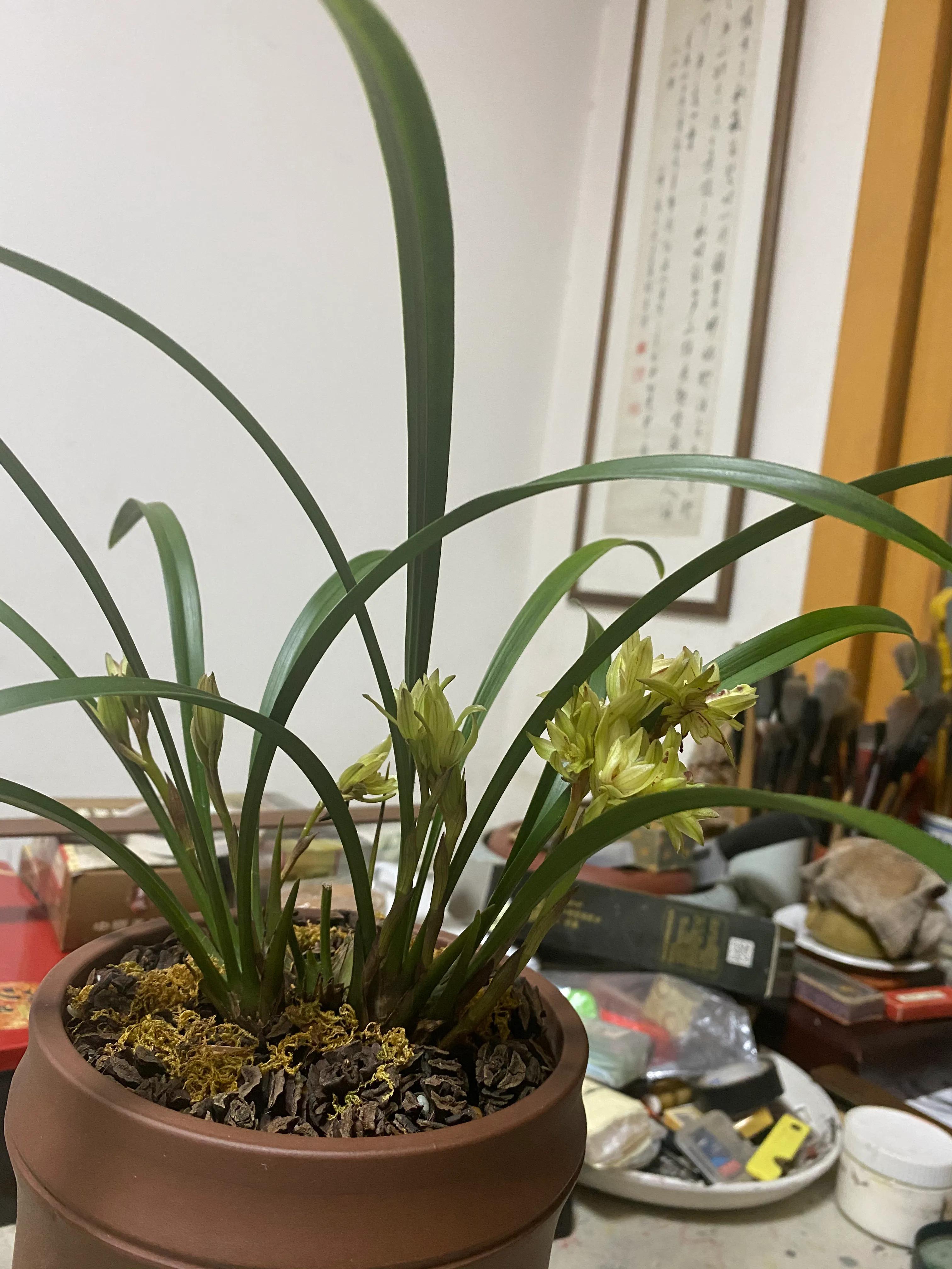 国画写意兰花作品图片欣赏,国画兰花欣赏精品