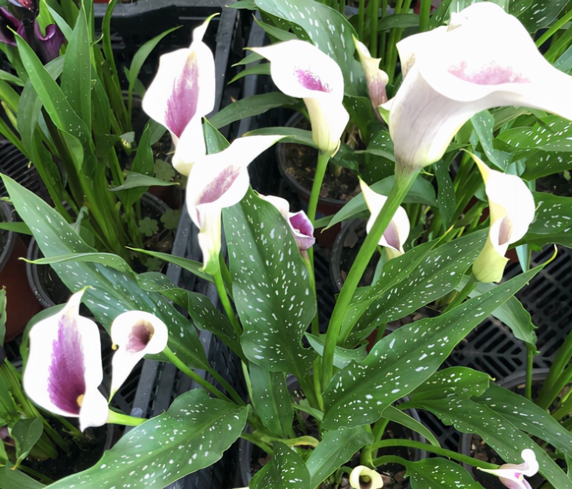 最爱喝水的4种花浇得勤长得快,5天浇一次水又好看的花