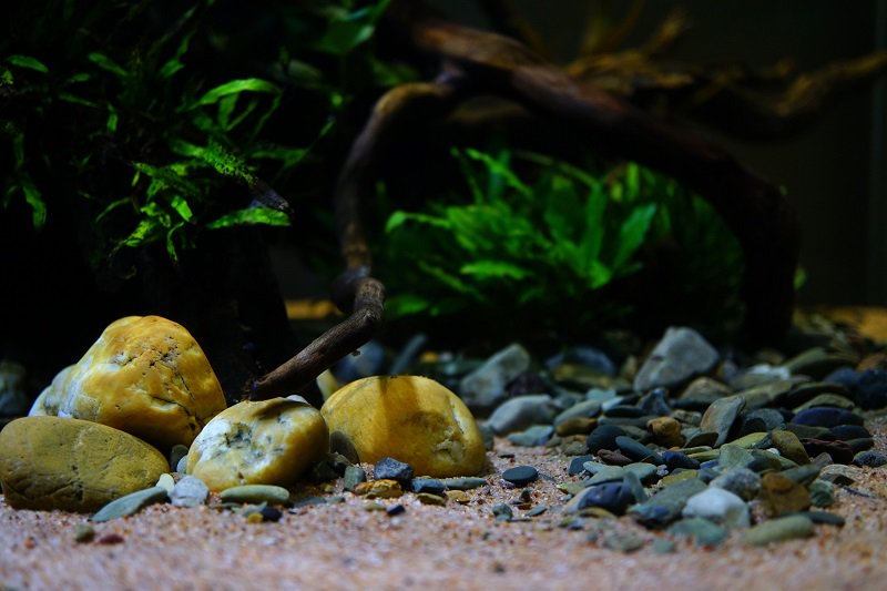 南美水族论坛推荐,南美水草造景论坛