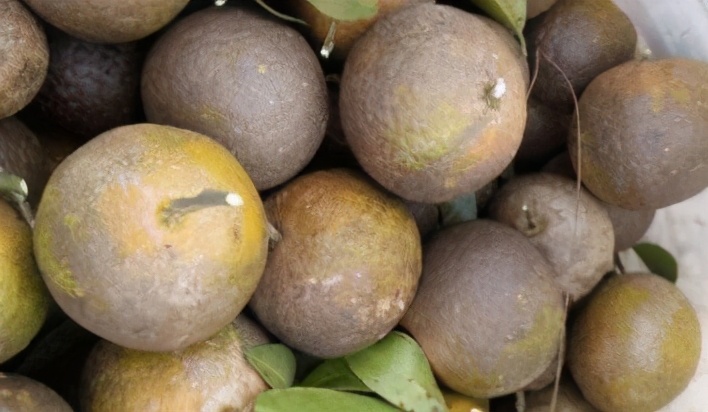 黑皮果锈壁虱,怎么分辨柑橘锈壁虱果和沙皮病果