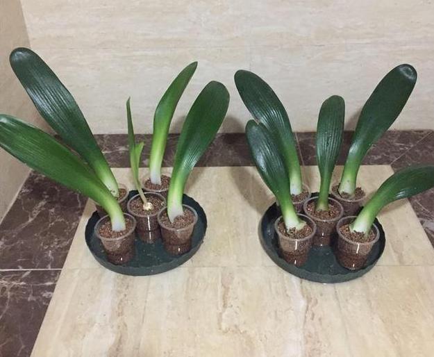 怎样让君子兰快速生根,如何让君子兰快速生根