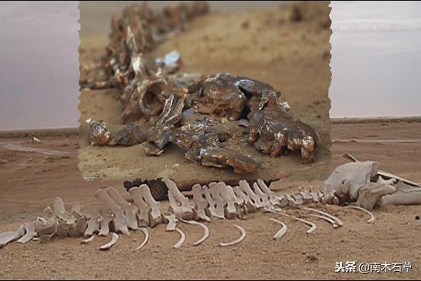 鏌忔媺鍥炬壘鍒颁簹鐗瑰叞钂傛柉浜嗗悧,鏌忔媺鍥惧彂鐜颁簹鐗瑰叞钂傛柉