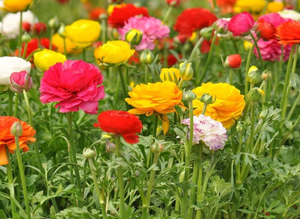 什么种球花适合秋天种,适合秋季种植的种球花卉图片