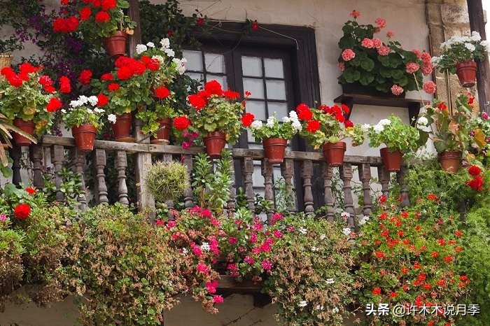 藤本月季怎么在阳台做花墙,藤本月季和蔷薇哪个更适合花墙