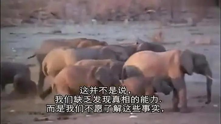 总统喊你来看片，这波硬核安利我吃了