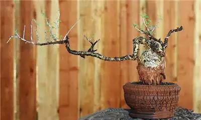 多肉大师手绘花盆,多肉顶级玩家