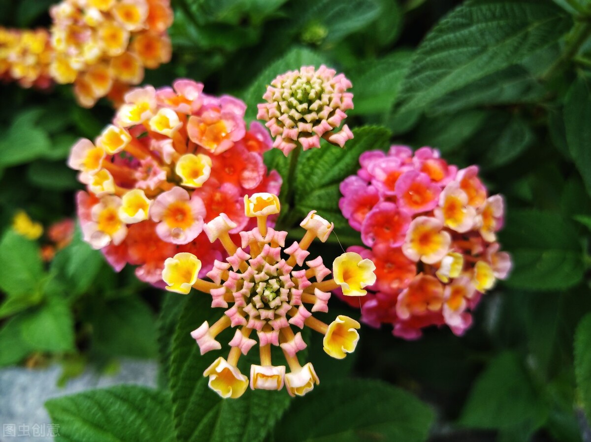 园林人需要知道的85个花卉知识,园林花卉的种类及图片