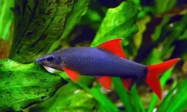 宠物鱼小型鱼教学,100种常见宠物鱼大全
