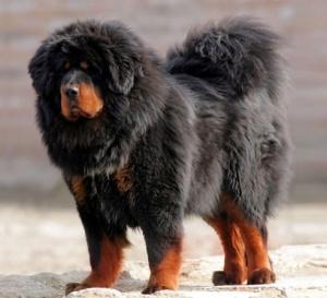 世界上所有的狗品种图片,世界最名贵的狗前十名及其简介