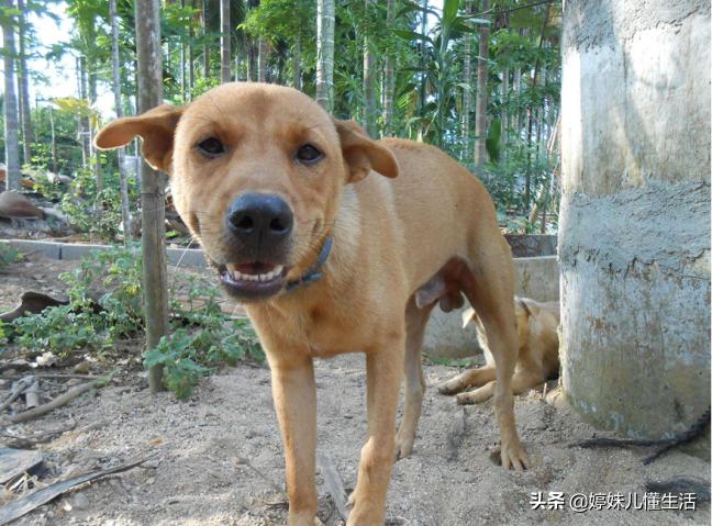 容易被抛弃的狗,哈士奇是最难养的狗吗