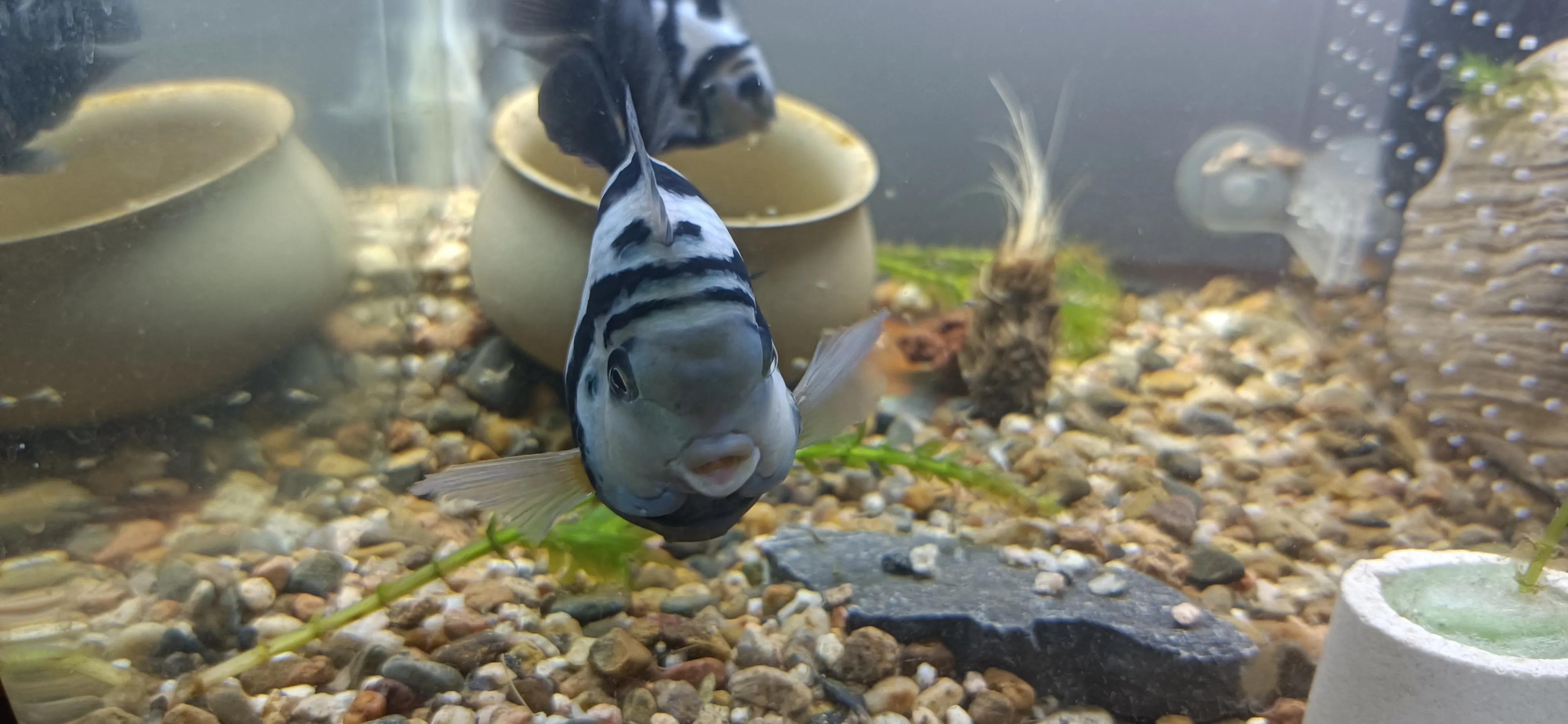 鹦鹉鱼可以跟迷你鹦鹉鱼一起养吗,迷你鹦鹉鱼和鹦鹉鱼能混合吗