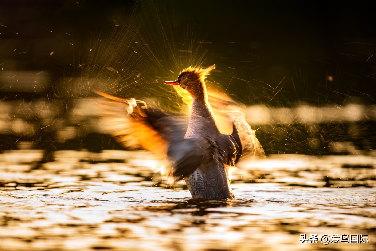 鸟类欣赏,鸟类观鸟图片