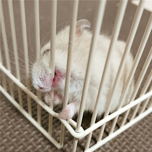 仓鼠到新环境一直咬笼子是怎么了,仓鼠突然很焦躁疯狂咬笼怎么了