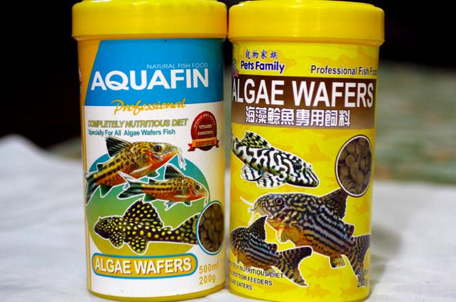 鼠鱼饲料推荐,鼠鱼推荐放什么植物