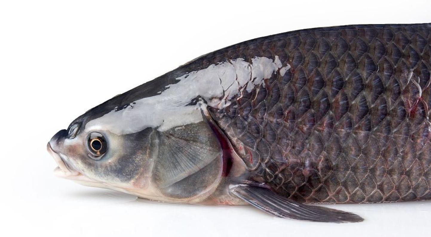 水库的草鱼在哪里,水库草鱼特点介绍图