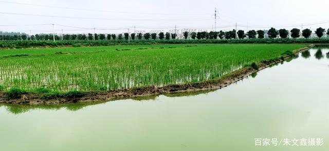 小龙虾原产地潜江深夜小龙虾盛宴,舌尖上的美味小龙虾