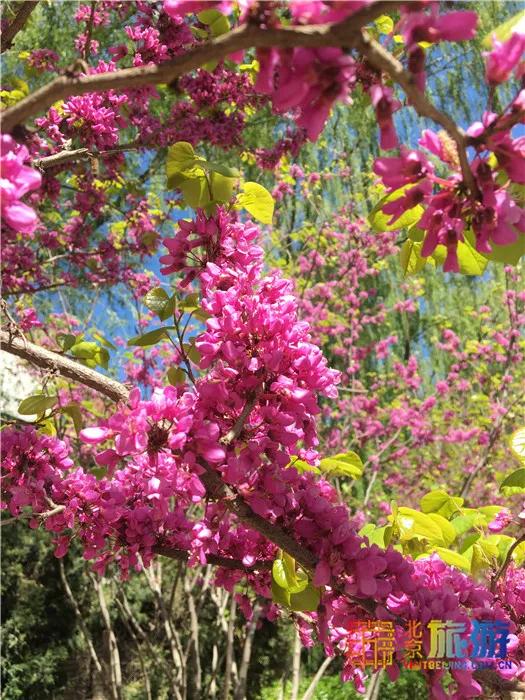 周末有风？别怕，来北京这里看花花草草和无数小可爱！猜到是哪里了吗？