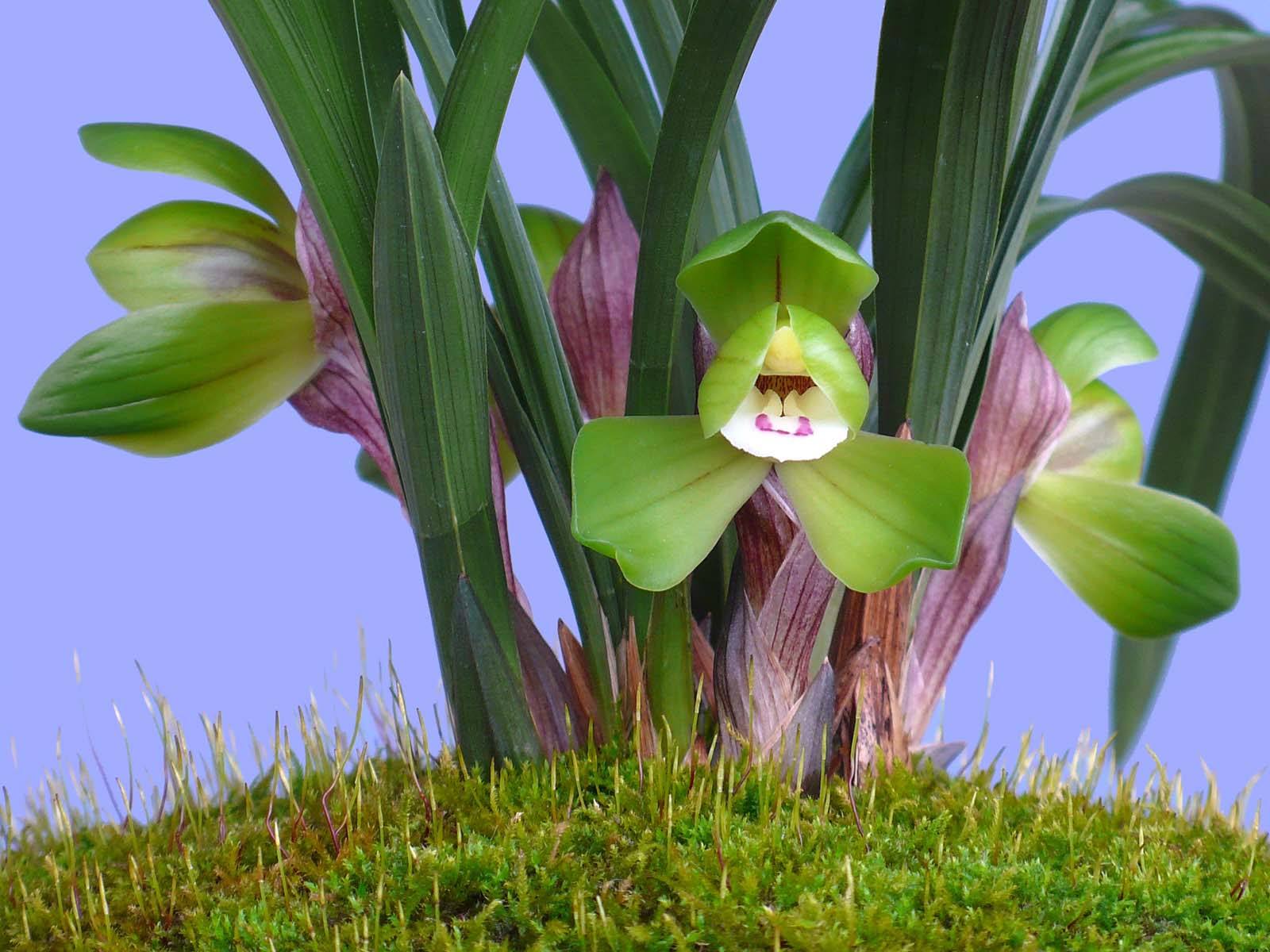 青山玉泉兰花花芽分化时间,冬季兰花花芽分化期能喷水吗