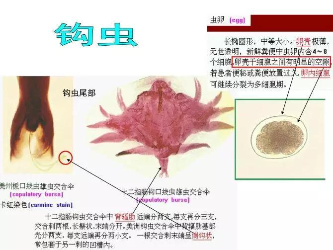 犬猫寄生虫,犬猫寄生虫性皮肤病治疗方法