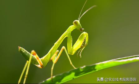 桉树虫害的天敌有哪些,虫害防治需要多少天敌