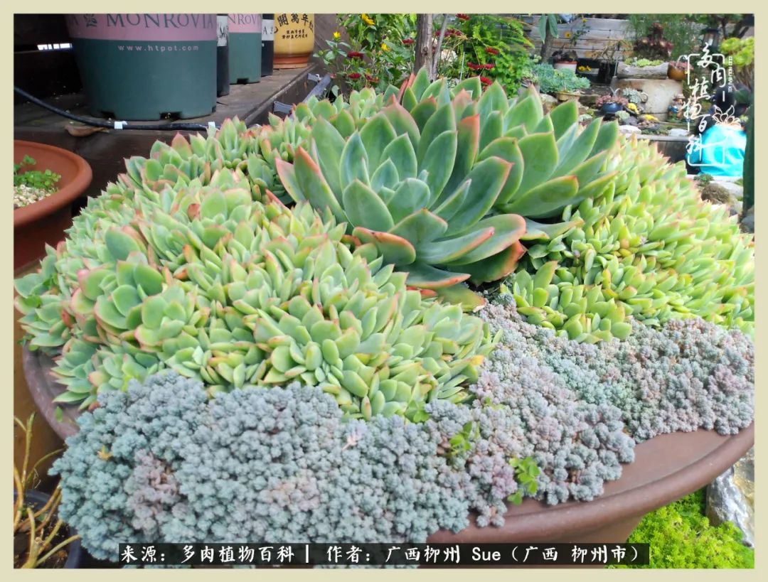 艳阳高照凉爽贵州，我要勤快地捕捉美好！（二）