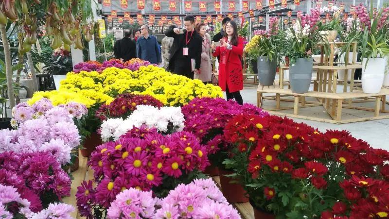 家庭园艺市场前景不可估量,家庭园艺生意有市场吗