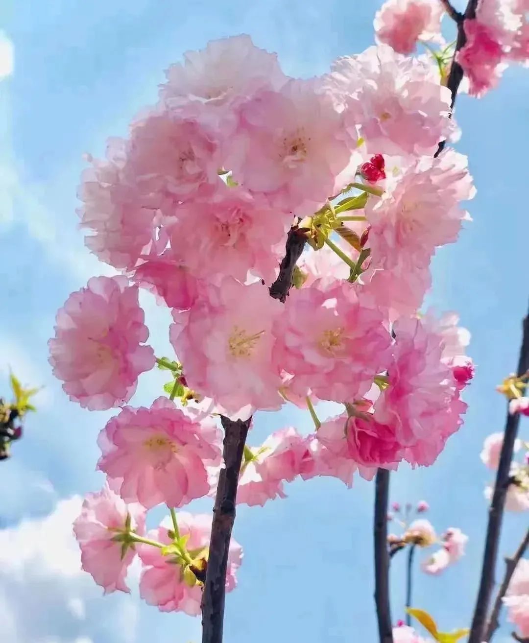 女神节优惠门票深圳,女神节深圳游玩攻略