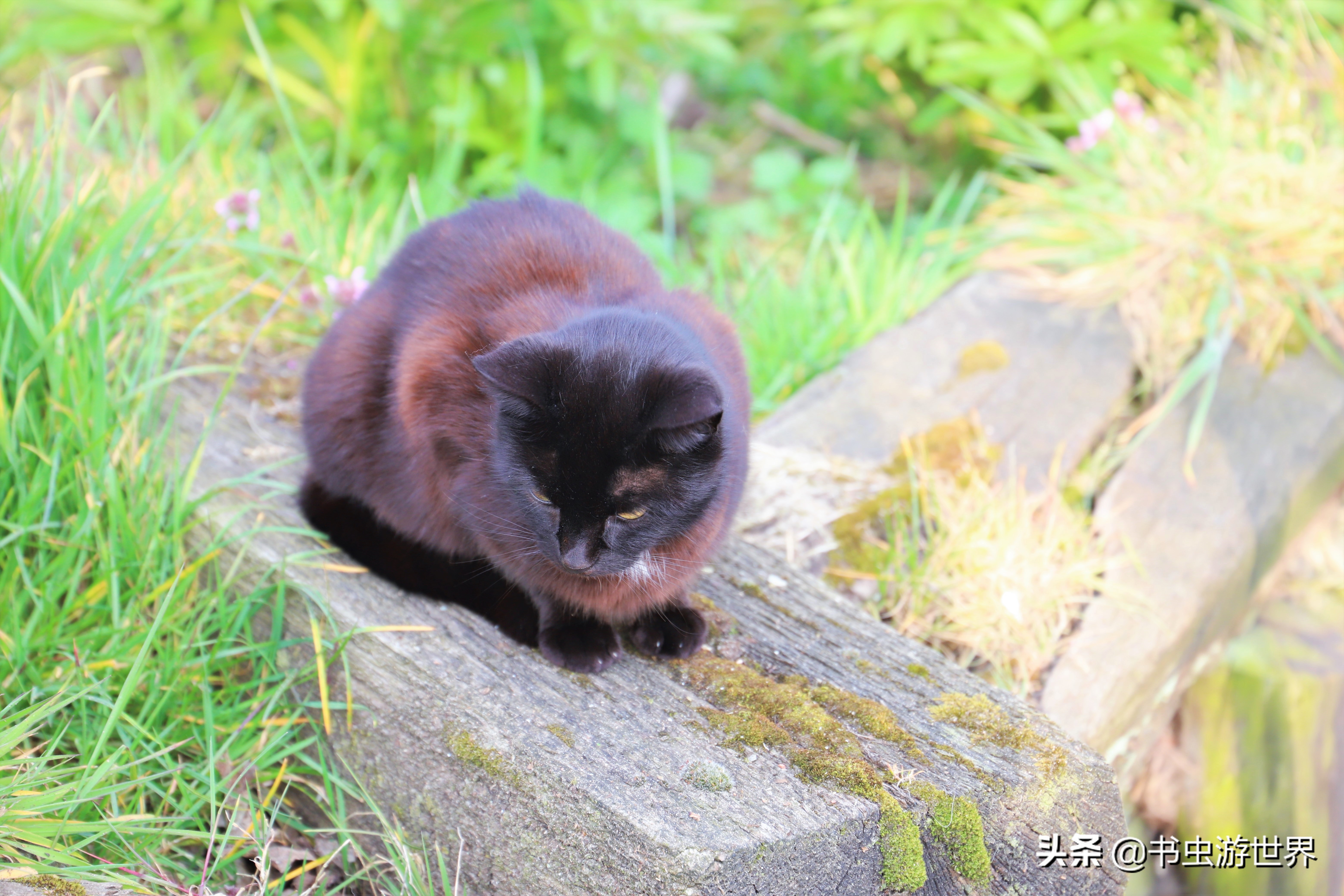 红顶小木屋,红顶绿墙小木屋