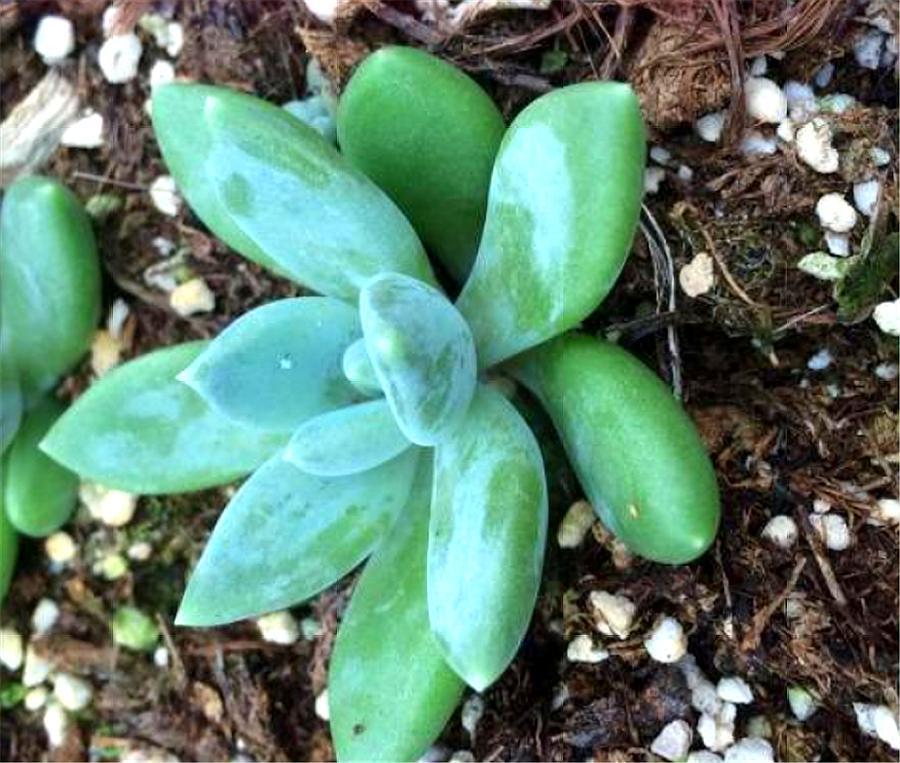 多肉四大美人图片,多肉四大美人长什么样子