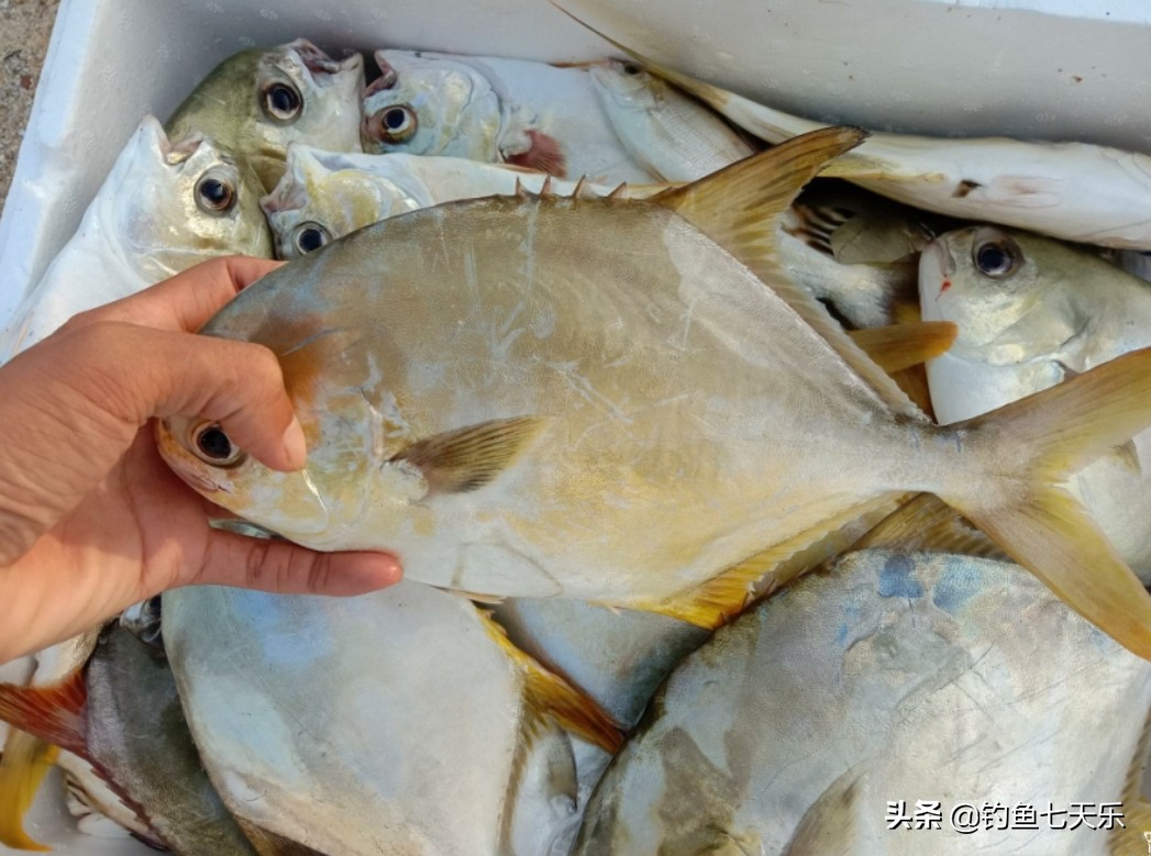 海南职业海钓一年赚多少钱,海钓致富小渔民