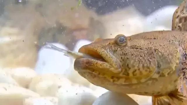 水泥池养龙虾有假的吗,龙虾水泥池养殖方法图解