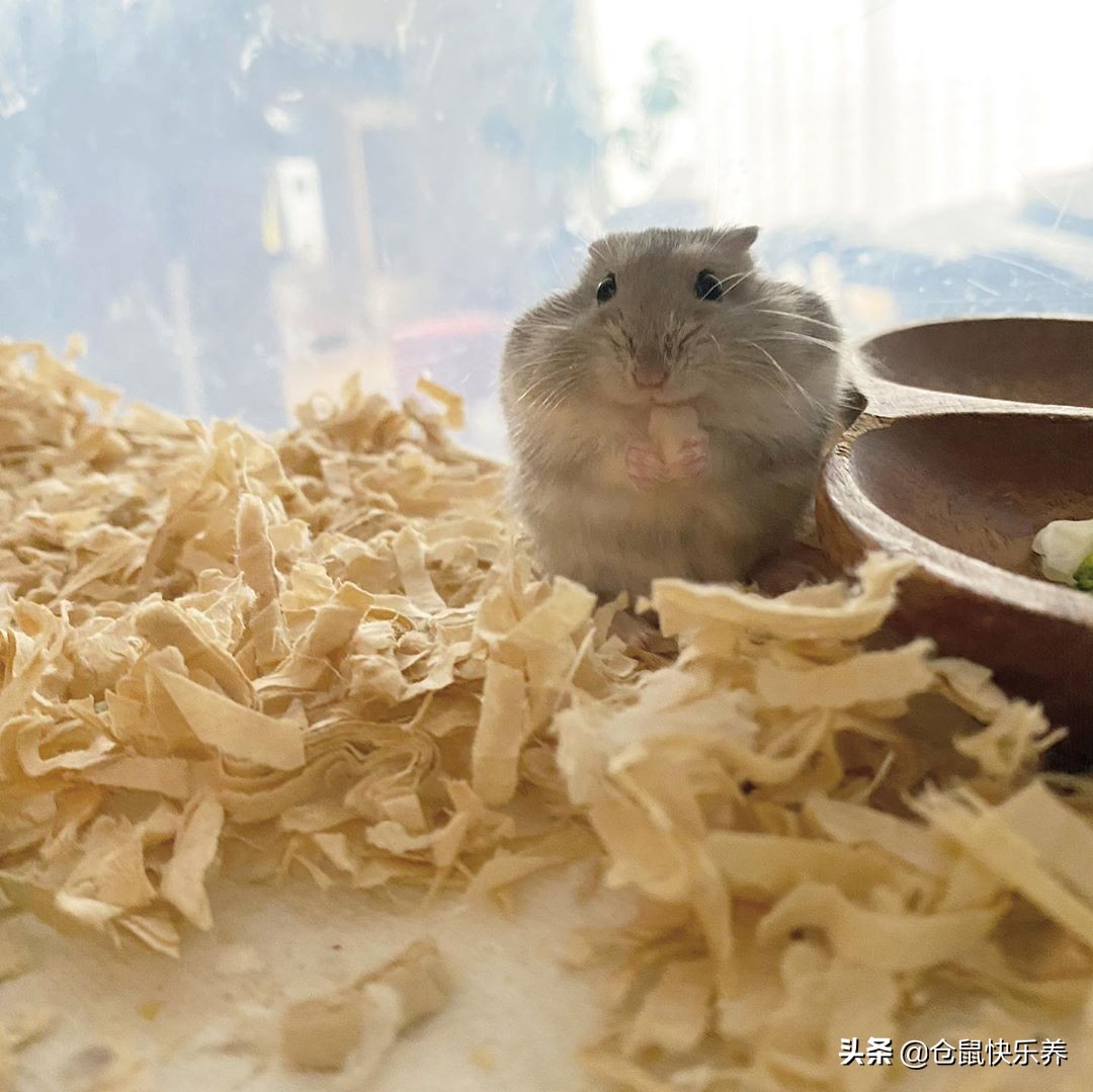 仓鼠缺衣少食谁的错？冬天快到了，请别让你家鼠鼠过得这么寒碜