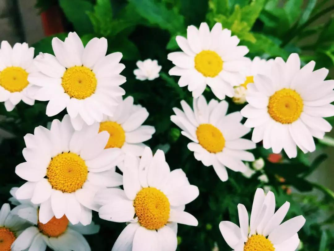 世界各国国花有哪些,各国的市花和国花有什么