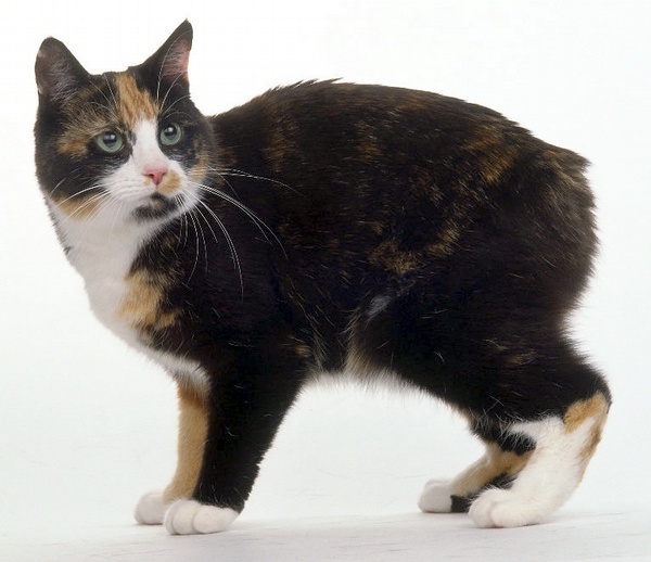 各种猫咪花纹品种,名贵品种猫咪大全