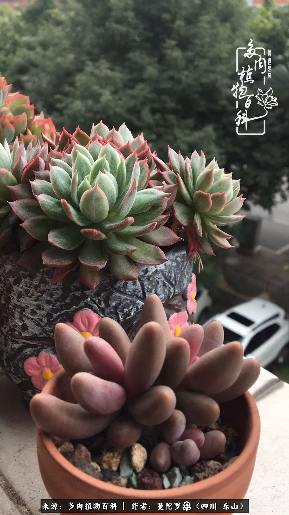 转角遇见多肉,遇见多肉治愈自己