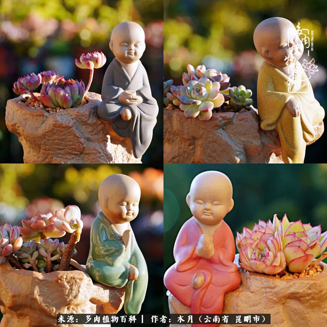 浅冬多肉，终有美好在等候