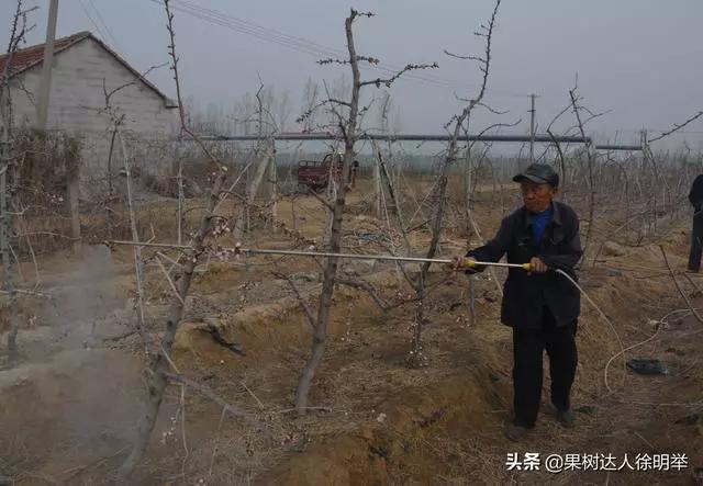 根除朝鲜球坚蜡蚧,朝鲜球坚蚧的人工和生物防治