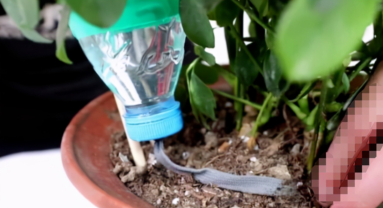 盆栽自做浇水器,户外盆栽自动浇水小妙招