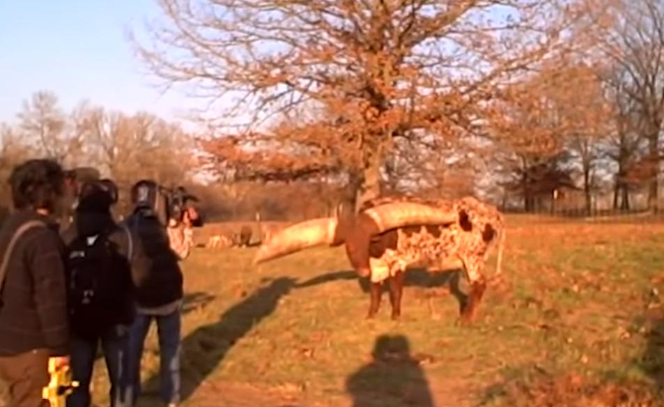 给牛身上开洞,牛身上的洞是怎样开的