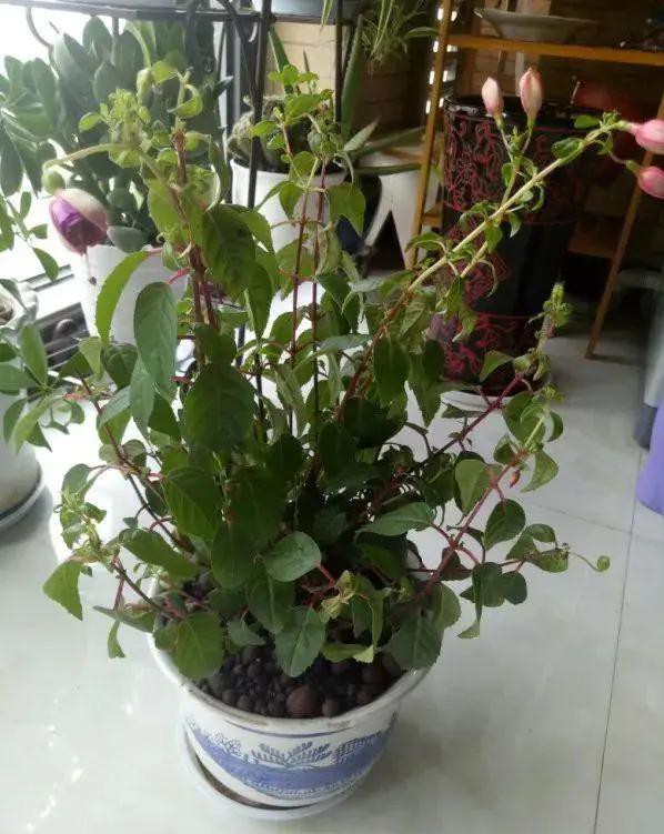 夏天种花不浇水的小窍门,哪十种花夏季少浇水